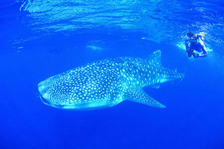 Ningaloo Reef Resort - Accommodation Sunshine Coast 1