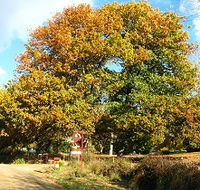 Red Rooster Host Farm - Accommodation Sunshine Coast