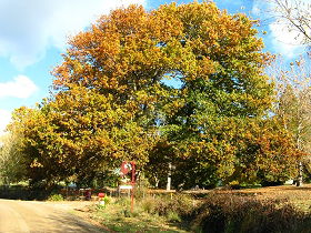 Red Rooster Host Farm - Accommodation Sunshine Coast 0