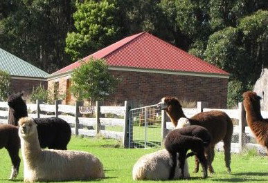 Tin Dragon Trail Cottages - Accommodation Sunshine Coast 2