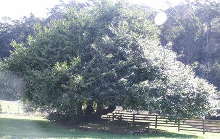 Penguin Valley Farm - Accommodation Sunshine Coast 3