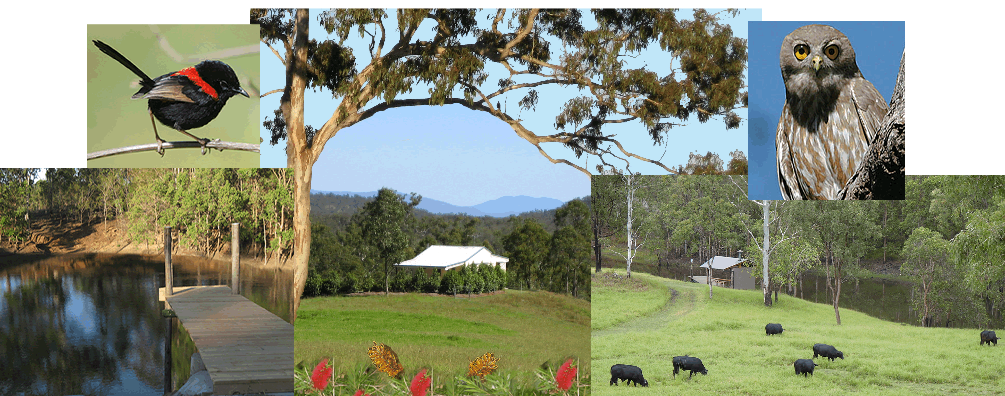 Barking Owl Retreat - Accommodation Sunshine Coast
