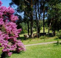 Figlea Cottages - Accommodation Sunshine Coast
