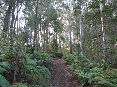 Maleny Country Cottages - Accommodation Sunshine Coast 1