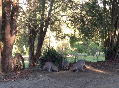 Maleny Country Cottages - Accommodation Sunshine Coast 5