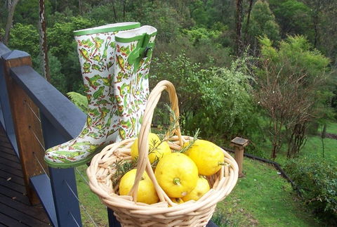 Bellbird Cottage Bed And Breakfast - Accommodation Sunshine Coast 4