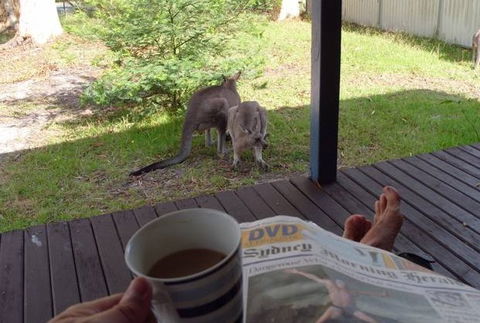Bush And Bay Cottage - Accommodation Sunshine Coast 0