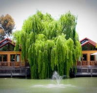Perricoota Vines Retreat - Accommodation Sunshine Coast