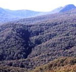 Callicoma Hill Eco-Cabins - Accommodation Sunshine Coast