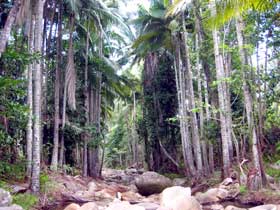 Finch Hatton Gorge Cabins - Accommodation Sunshine Coast 2