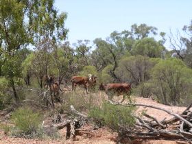 Aldville Station - Accommodation Sunshine Coast 2