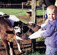 Pemberton Farm Chalets - Accommodation Sunshine Coast