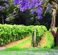 Bago Vineyards - Accommodation Sunshine Coast