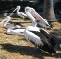 Christmas Cove Caravan Park - Accommodation Sunshine Coast
