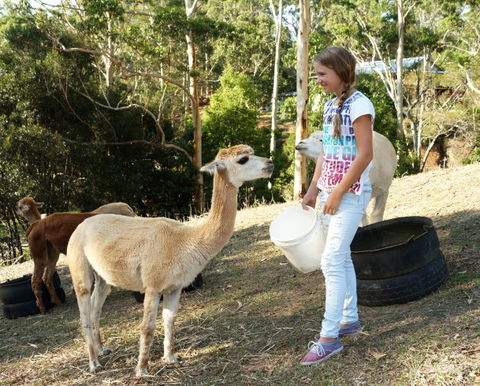 Wattle Gully Retreat - Accommodation Sunshine Coast 5