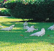 Aurora Kakadu - Accommodation Sunshine Coast