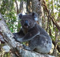 O'Carrollyns At One Mile Beach - Accommodation Sunshine Coast