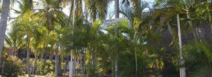 Pine Tree Motel - Accommodation Sunshine Coast 2