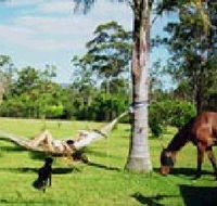 Neds Bed Horse O Tel - Accommodation Sunshine Coast