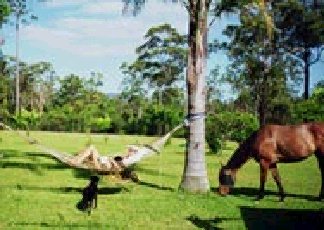 Neds Bed Horse O Tel - Accommodation Sunshine Coast 0