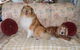 Wingham Pet Motel - thumb 9
