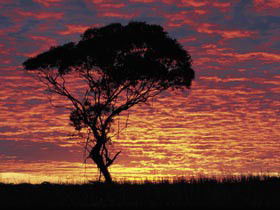 Kimba Caravan Park & Motel - Accommodation Sunshine Coast 0