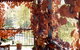 The Vines Motel & Cottages - thumb 0
