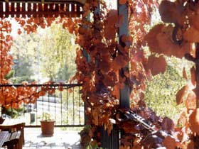 The Vines Motel & Cottages - Accommodation Sunshine Coast 0