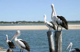 Tuncurry Sunset Motel - Accommodation Sunshine Coast 3