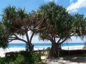 Pacific Surf Absolute Beachfront Apartments - Accommodation Sunshine Coast 0