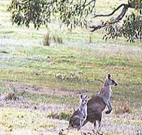 Kangaroo Ridge Retreat - Accommodation Sunshine Coast