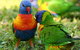 Shambhala Retreat Magnetic Island Cottages - thumb 8