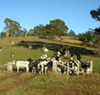 St Columba Cottage - Accommodation Sunshine Coast