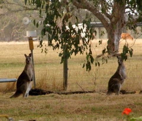 Blue Wren Haven - Accommodation Sunshine Coast 5