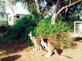 The Riverland And Murraylands SA Accommodation Sunshine Coast
