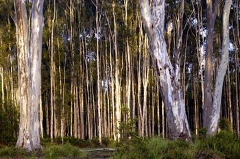 Lake Weyba Cottages Noosa - Accommodation Sunshine Coast 30