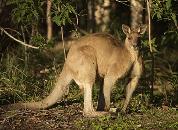 Lake Weyba Cottages Noosa - Accommodation Sunshine Coast 31