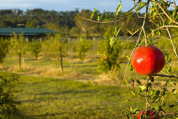 Talga Estate - Accommodation Sunshine Coast 25