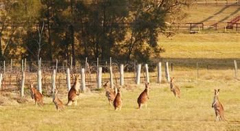 Talga Estate - Accommodation Sunshine Coast 44