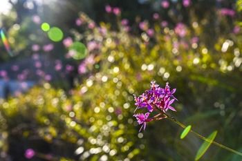 Ninderry Manor Luxury Retreat - Accommodation Sunshine Coast 13