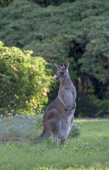 Ninderry Manor Luxury Retreat - Accommodation Sunshine Coast 15