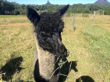 Blackwattle Farm B&B And Farm Stay - Accommodation Sunshine Coast 4