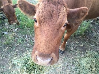 Blackwattle Farm B&B And Farm Stay - Accommodation Sunshine Coast 5