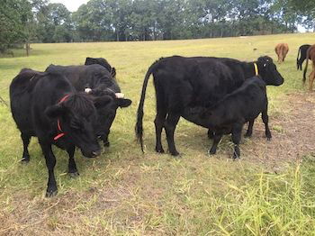 Blackwattle Farm B&B And Farm Stay - Accommodation Sunshine Coast 8
