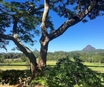 Blackwattle Farm B&B And Farm Stay - Accommodation Sunshine Coast 9