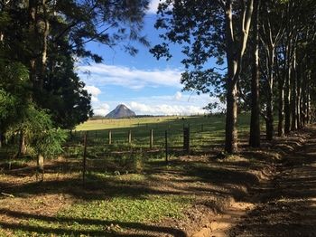 Blackwattle Farm B&B And Farm Stay - Accommodation Sunshine Coast 12