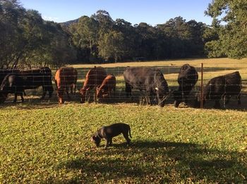Blackwattle Farm B&B And Farm Stay - Accommodation Sunshine Coast 13