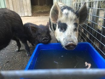 Blackwattle Farm B&B And Farm Stay - Accommodation Sunshine Coast 14