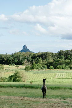 Blackwattle Farm B&B And Farm Stay - Accommodation Sunshine Coast 38