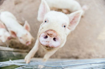 Blackwattle Farm B&B And Farm Stay - Accommodation Sunshine Coast 41